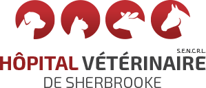 Hôpital Vétérinaire de Sherbrooke - Partenaire bronze du Festival du Rodéo d'Ayer's Cliff